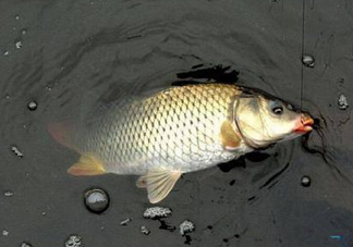 六月份怎么釣鯽魚？6月份釣鯽魚用什么餌料？