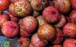 荔枝泡藥水是怎么回事？如何識別泡過藥水的荔枝