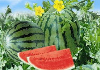 麒麟瓜和8424一樣嗎？麒麟瓜好吃還是8424瓜好吃？