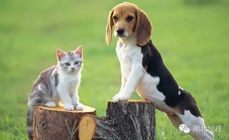 電蚊拍可以帶上火車嗎？電蚊拍可以帶上動(dòng)車嗎？