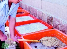 福爾馬林對(duì)人體有什么傷害？如何去除食物中的福爾馬林