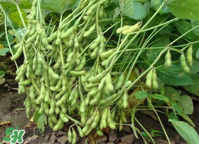 六月份可以種毛豆嗎？六月份毛豆怎么種植？