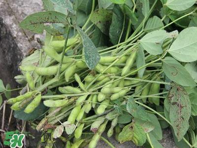 六月份可以種毛豆嗎？六月份毛豆怎么種植？