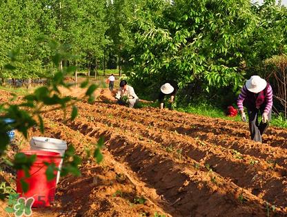 六月份可以栽地瓜嗎？六月份種紅薯晚嗎？