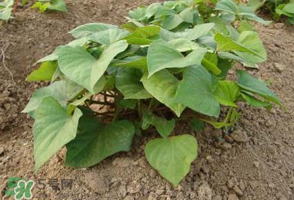 六月份可以栽地瓜嗎？六月份種紅薯晚嗎？