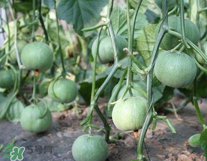 六月份可以種甜瓜嗎？六月份可以種香瓜嗎？