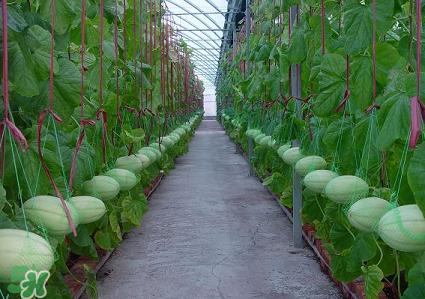 六月份可以種甜瓜嗎？六月份可以種香瓜嗎？