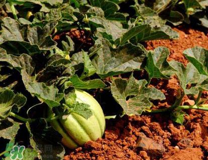 六月份可以種甜瓜嗎？六月份可以種香瓜嗎？