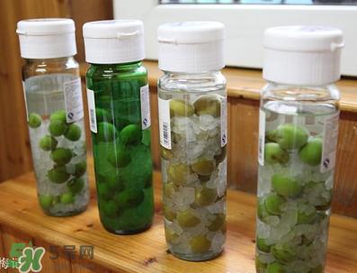 青梅酒用什么酒泡？青梅酒用什么酒好？