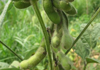 六月份可以種毛豆嗎？六月份毛豆怎么種植？