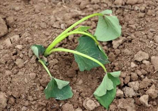 六月份可以栽地瓜嗎？六月份種紅薯晚嗎？