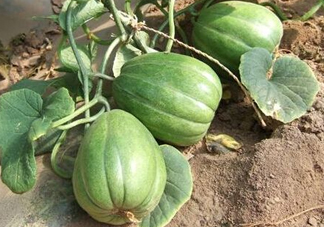 六月份可以種甜瓜嗎？六月份可以種香瓜嗎？