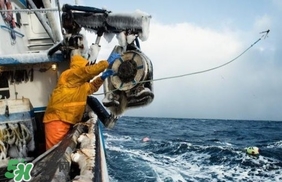 帝王蟹為什么上岸就殺死？帝王蟹為什么只吃腿