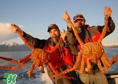 帝王蟹為什么上岸就殺死？帝王蟹為什么只吃腿