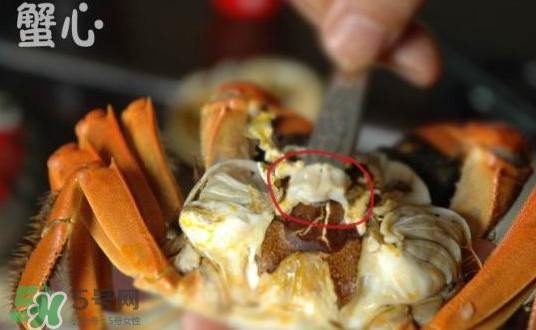 面包蟹是哪里產(chǎn)的？面包蟹哪里不能吃圖解