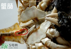 面包蟹是哪里產(chǎn)的？面包蟹哪里不能吃圖解