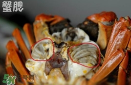 面包蟹是哪里產(chǎn)的？面包蟹哪里不能吃圖解