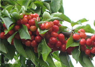 6月份有什么水果？6月份有哪些水果？