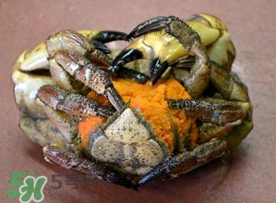 面包蟹為什么叫面包蟹？面包蟹為什么都是母蟹