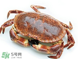 活面包蟹怎么保存？面包蟹能保存多久