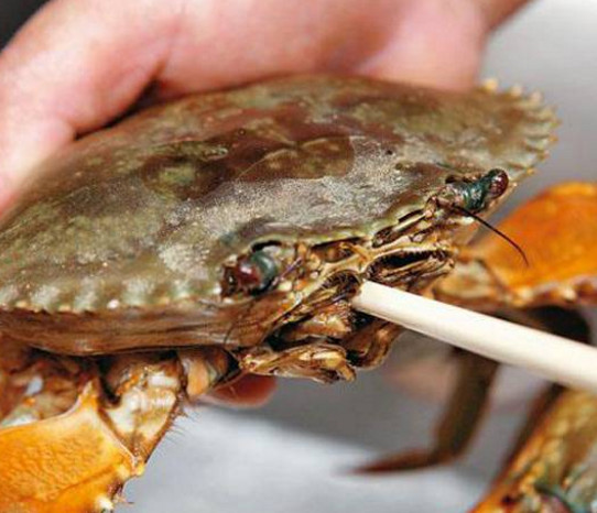活面包蟹怎么打開？活面包蟹怎么殺