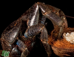 椰子蟹多少錢一斤？2017椰子蟹價(jià)格