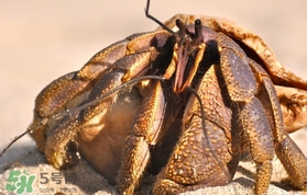 椰子蟹是保護動物嗎？椰子蟹是幾級保護動物