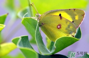 夏至是什么意思？夏至的習(xí)俗有哪些
