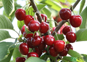 6月份還有櫻桃嗎？櫻桃6月份還有嗎？