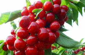 6月份還有櫻桃嗎？櫻桃6月份還有嗎？