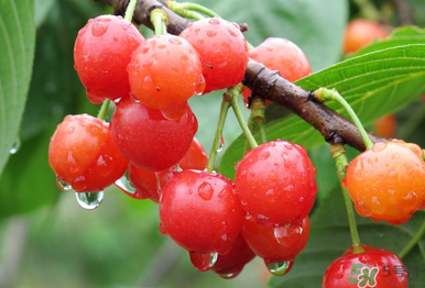 6月份還有櫻桃嗎？櫻桃6月份還有嗎？