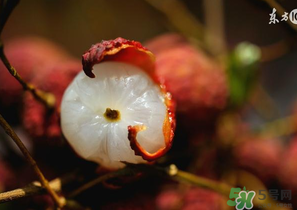 6月份還有櫻桃嗎？櫻桃6月份還有嗎？