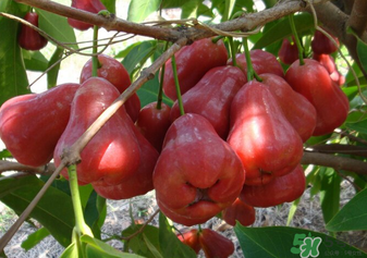 6月份有什么水果？6月份有哪些水果？