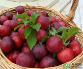 6月份有什么水果？6月份有哪些水果？