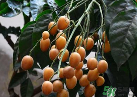 6月份有什么水果？6月份有哪些水果？