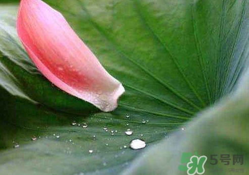 三伏天是什么意思？三伏天在飲食上要注意些什么