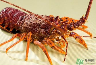 澳洲龍蝦是淡水的嗎？澳洲龍蝦是海鮮嗎？