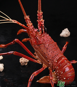 澳洲龍蝦一只多少錢？澳洲龍蝦多少錢一只？