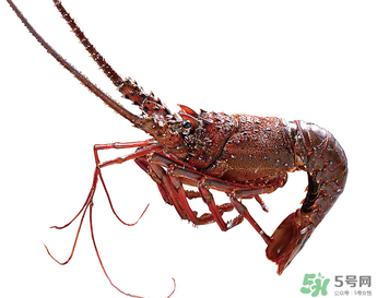 澳洲龍蝦一只多少錢？澳洲龍蝦多少錢一只？