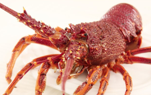 澳洲龍蝦一般多重？澳洲龍蝦一只多少斤？