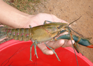 澳洲龍蝦一般多重？澳洲龍蝦一只多少斤？