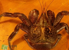 椰子蟹是保護動物嗎？椰子蟹是幾級保護動物