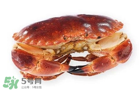 活面包蟹怎么保存？面包蟹能保存多久