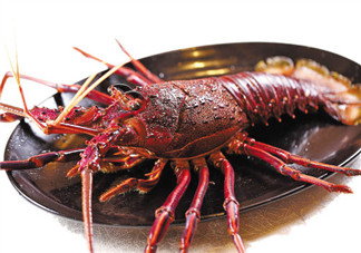 澳洲龍蝦一只多少錢(qián)？澳洲龍蝦多少錢(qián)一只？