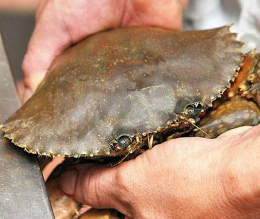 活面包蟹怎么打開？活面包蟹怎么殺