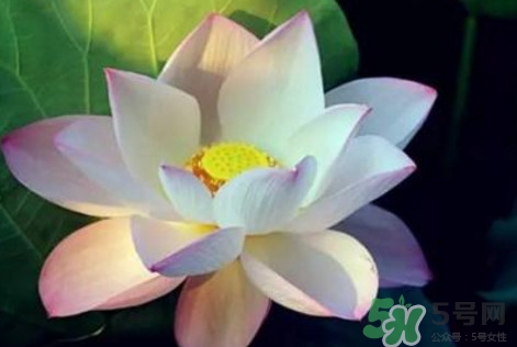 夏至是夏天的開(kāi)始嗎 夏至是幾月幾日 夏至是夏天的開(kāi)始嗎 夏至是幾月幾日