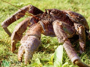 椰子蟹多少錢一斤？2017椰子蟹價(jià)格