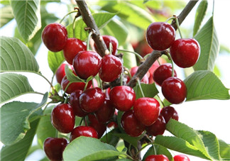 6月份還有櫻桃嗎？櫻桃6月份還有嗎？