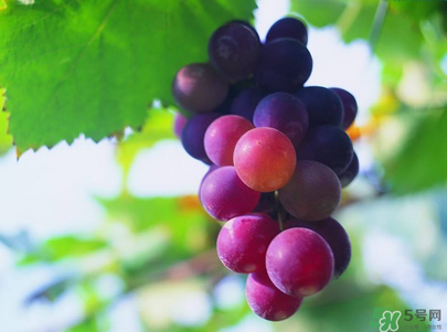 孕婦吃葡萄可以吃皮嗎？孕婦吃葡萄寶寶眼睛大