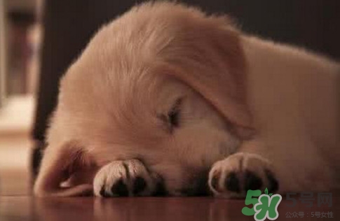 狗肉節(jié)是幾月幾號？2017玉林狗肉節(jié)是什么時候